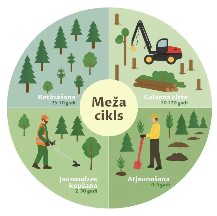 Meža apsaimniekošanas cikls Meža Birža