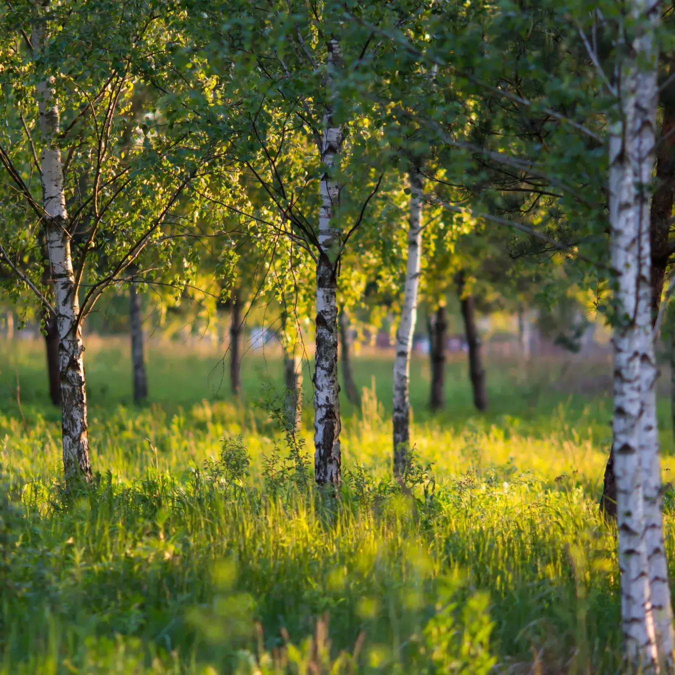 forest auctions latvia