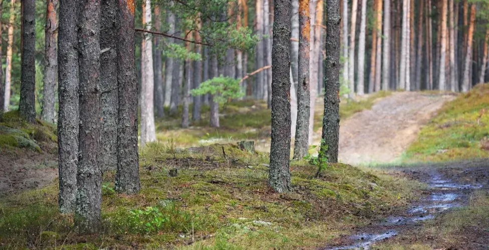 Kā pārdot mežu vai cirsmu