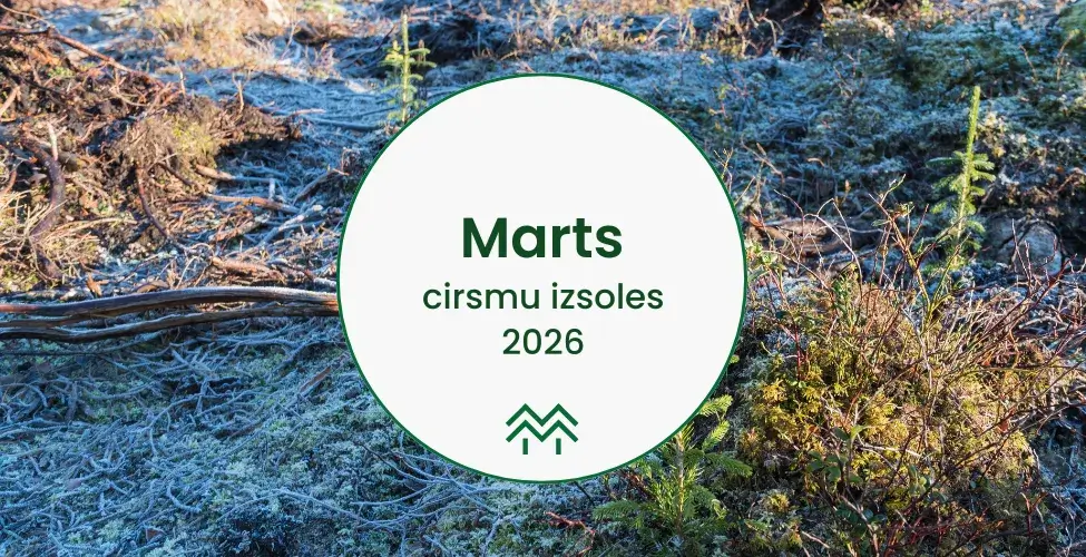 Cirsmu izsoles un cenas marts
