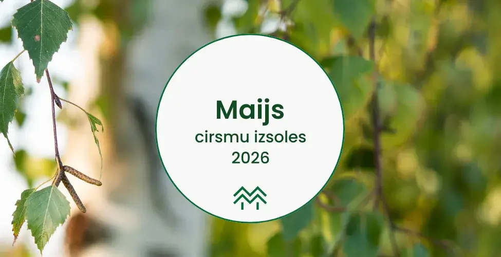 Meža Cirsmu izsoles maijā