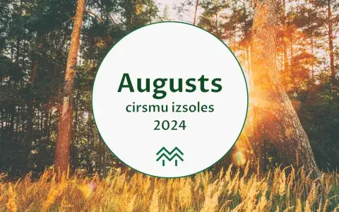 cirsmu cenas meža birža 2024 augusts