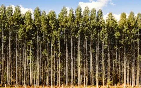 Mežs kā plantācija. Kādas saimnieciskas priekšrocības ir plantāciju meža ierīkošanai?