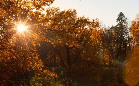 kad vislabāk pārdot cirsmu