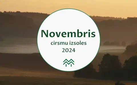 Apsēm cenu augšupeja | Novembra cirsmu cenu apkopojums