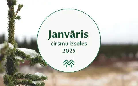 Finierklučiem cenas aug | Janvāra cirsmu cenas Meža Biržā