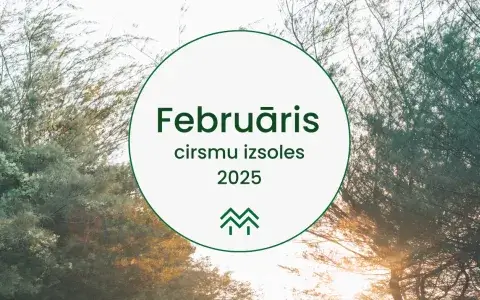 Februāra cirsmu cenas Meža Biržā