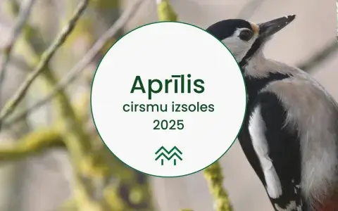 Aprīļa cirsmu cenas Meža Biržā