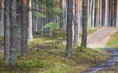 Kā pārdot mežu vai cirsmu