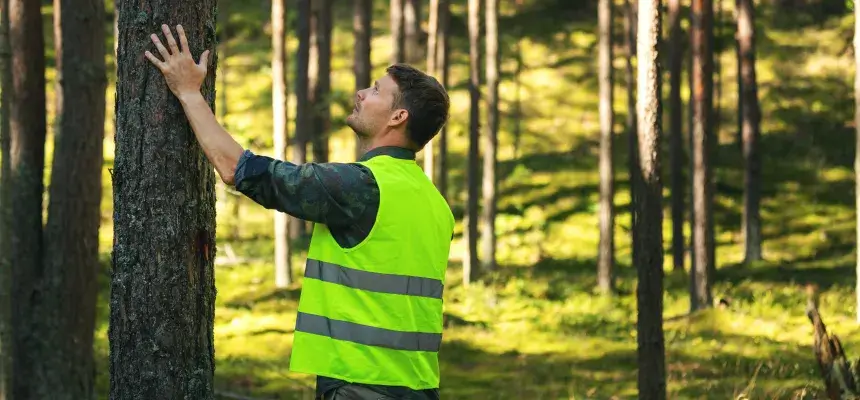 Meža cirsmu izsole godīgs process