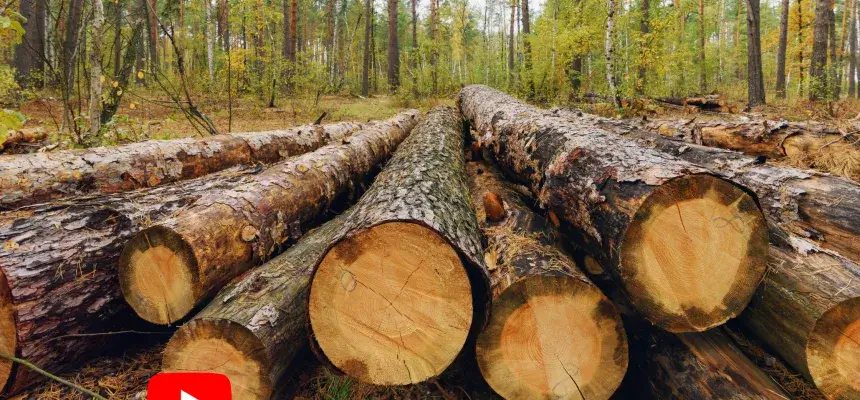 Logs