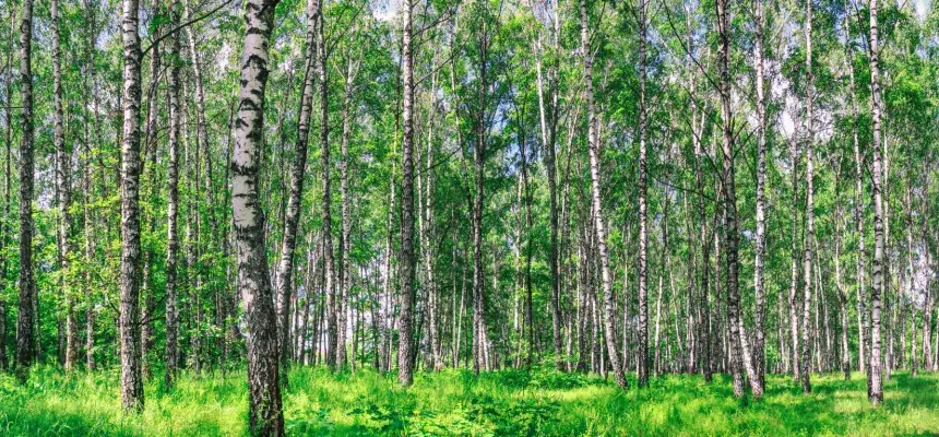 FSC sertifikāts PEFC sertifikāts cirsmas pārdošana izsolē