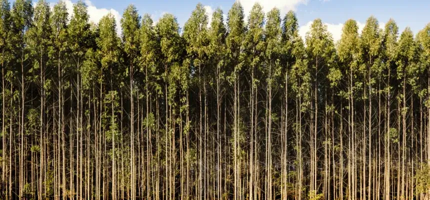 Mežs kā plantācija. Kādas saimnieciskas priekšrocības ir plantāciju meža ierīkošanai?