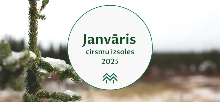 Finierklučiem cenas aug | Janvāra cirsmu cenas Meža Biržā