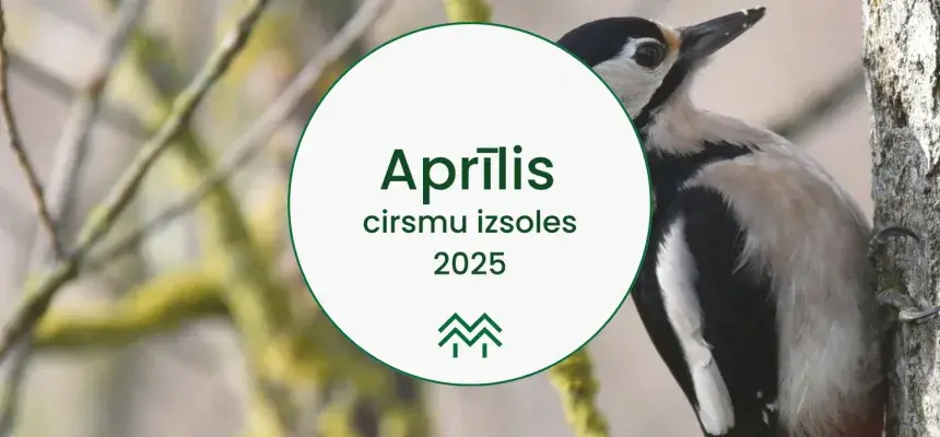 Aprīļa cirsmu cenas Meža Biržā