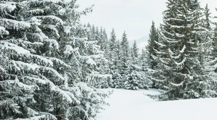 winter-forest