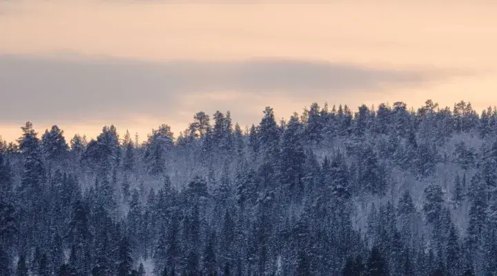 winter-forest