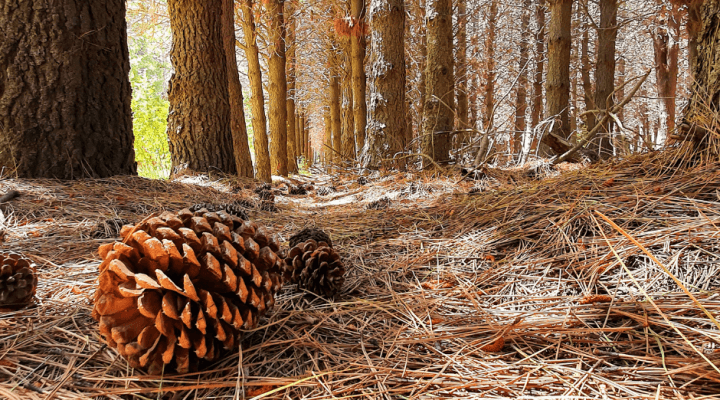 pine-cone