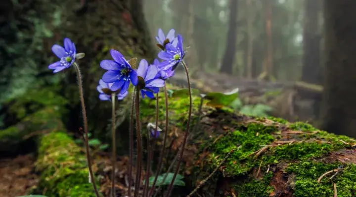 spring-flowers