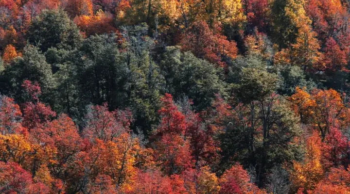 autumn-forest