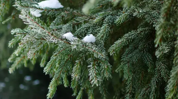 winter-tree