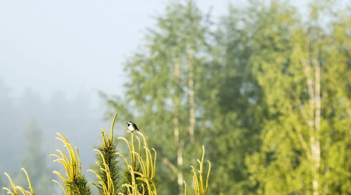 Ierobežojumi koku ciršanā un putnu ligzdošanas laiks
