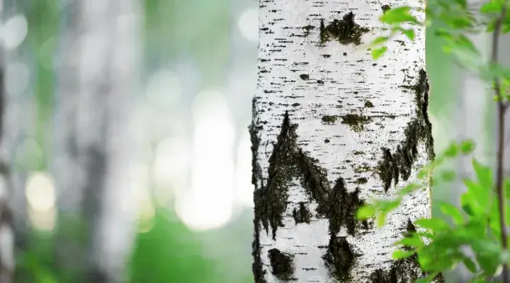 Cirtes veidi - KAILCIRTES JEB ATJAUNOŠANAS CIRTES IZLASES CIRTES  SANITĀRĀS CIRTES REKONSTRUKTĪVĀS CIRTES  KRĀJAS KOPŠANAS CIRTES