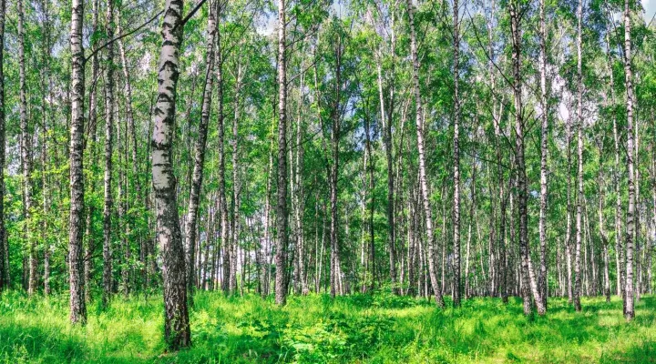 FSC sertifikāts PEFC sertifikāts cirsmas pārdošana izsolē