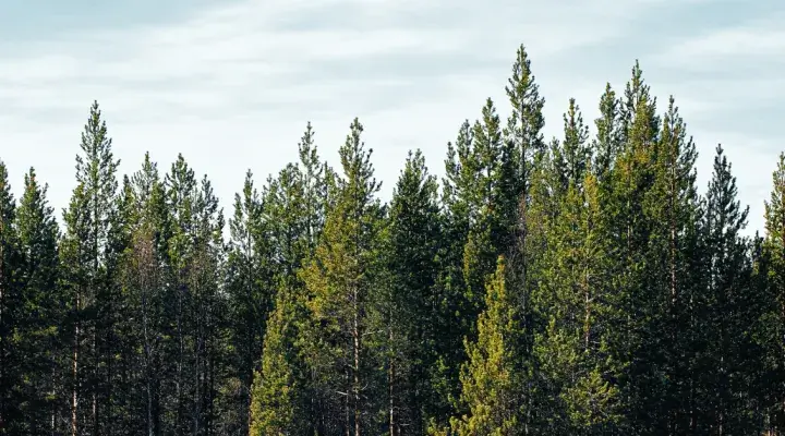 cirsmu izsoles meža izsoles meža birža 11 gadu pieredze