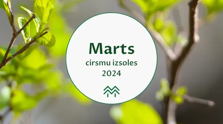 cirsmu cenu statistika meža birža 2024 marts