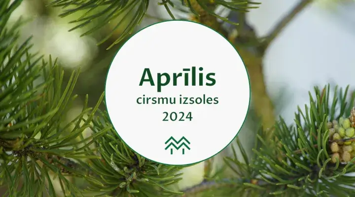 cirsmu cenas aprīlis 2024 meža birža