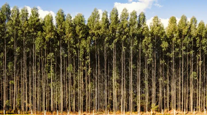 Mežs kā plantācija. Kādas saimnieciskas priekšrocības ir plantāciju meža ierīkošanai?