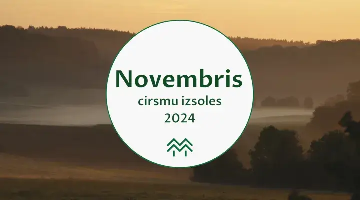 Apsēm cenu augšupeja | Novembra cirsmu cenu apkopojums