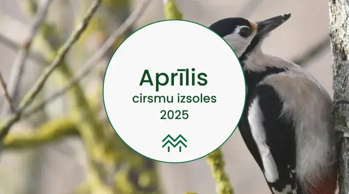 Aprīļa cirsmu cenas Meža Biržā