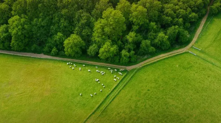 Ceļš uz mežu un kaimiņu būšana