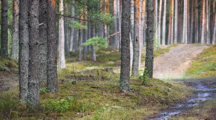 Kā pārdot mežu vai cirsmu