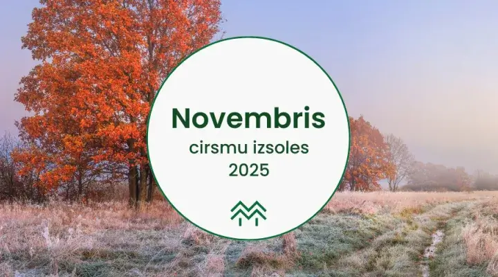 Cirsmu izsoles un cirsmu cenas novembirs