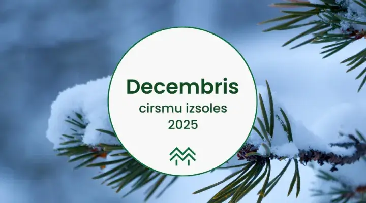 Cirsmu cenas un cirsmu izsoles decembrī