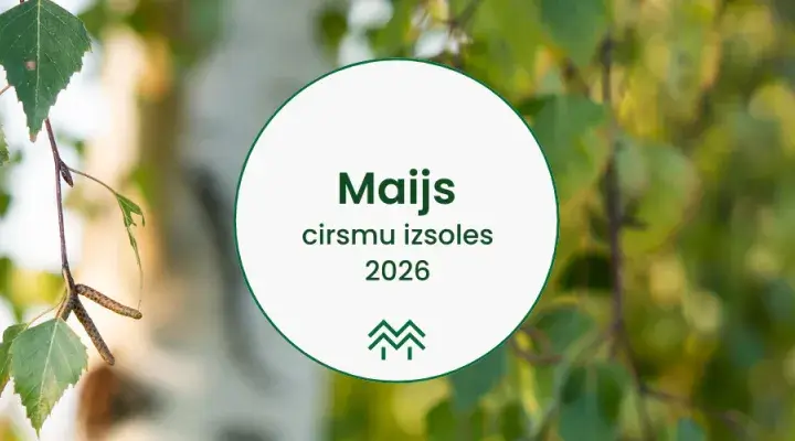 Cirsmu izsoles maijā